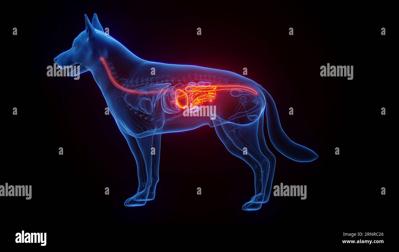 Dog digestive system hires stock photography and images Alamy