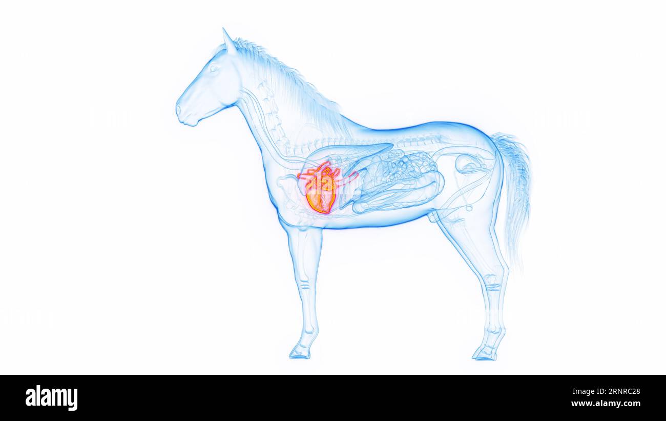 Horse's heart, illustration Stock Photo
