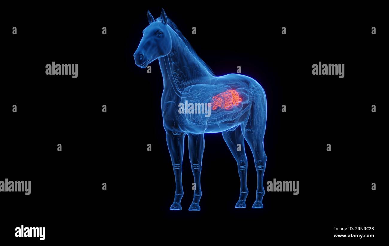 Horse's small intestine, illustration Stock Photo Alamy