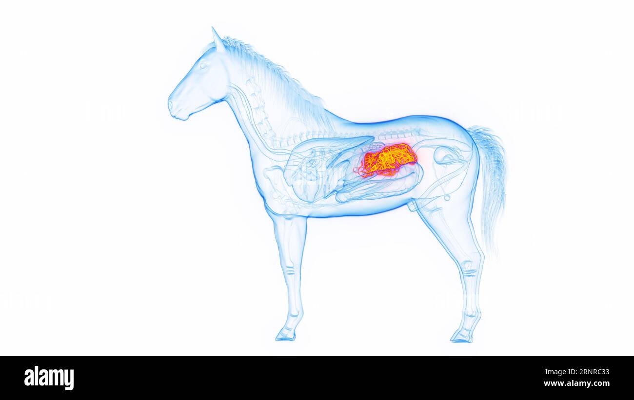 Horse's small intestine, illustration Stock Photo Alamy