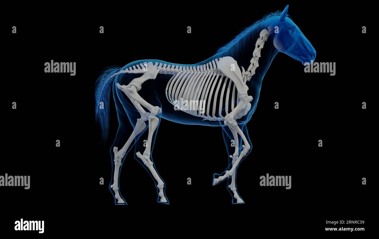 Horse's skeletal system, illustration Stock Photo