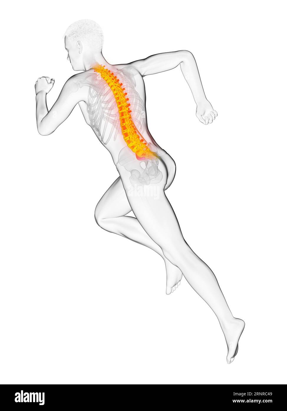 Runner's painful back, illustration Stock Photo - Alamy