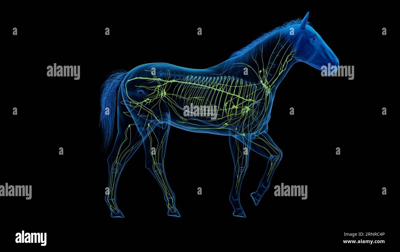 Horse's lymphatic system, illustration Stock Photo Alamy