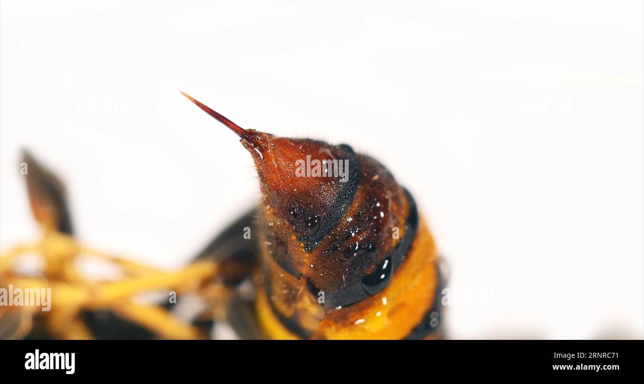 Asian predatory Hornet , vespa velutina , Insect against White Background, close-up of the sting, Normandy. Stock Photo