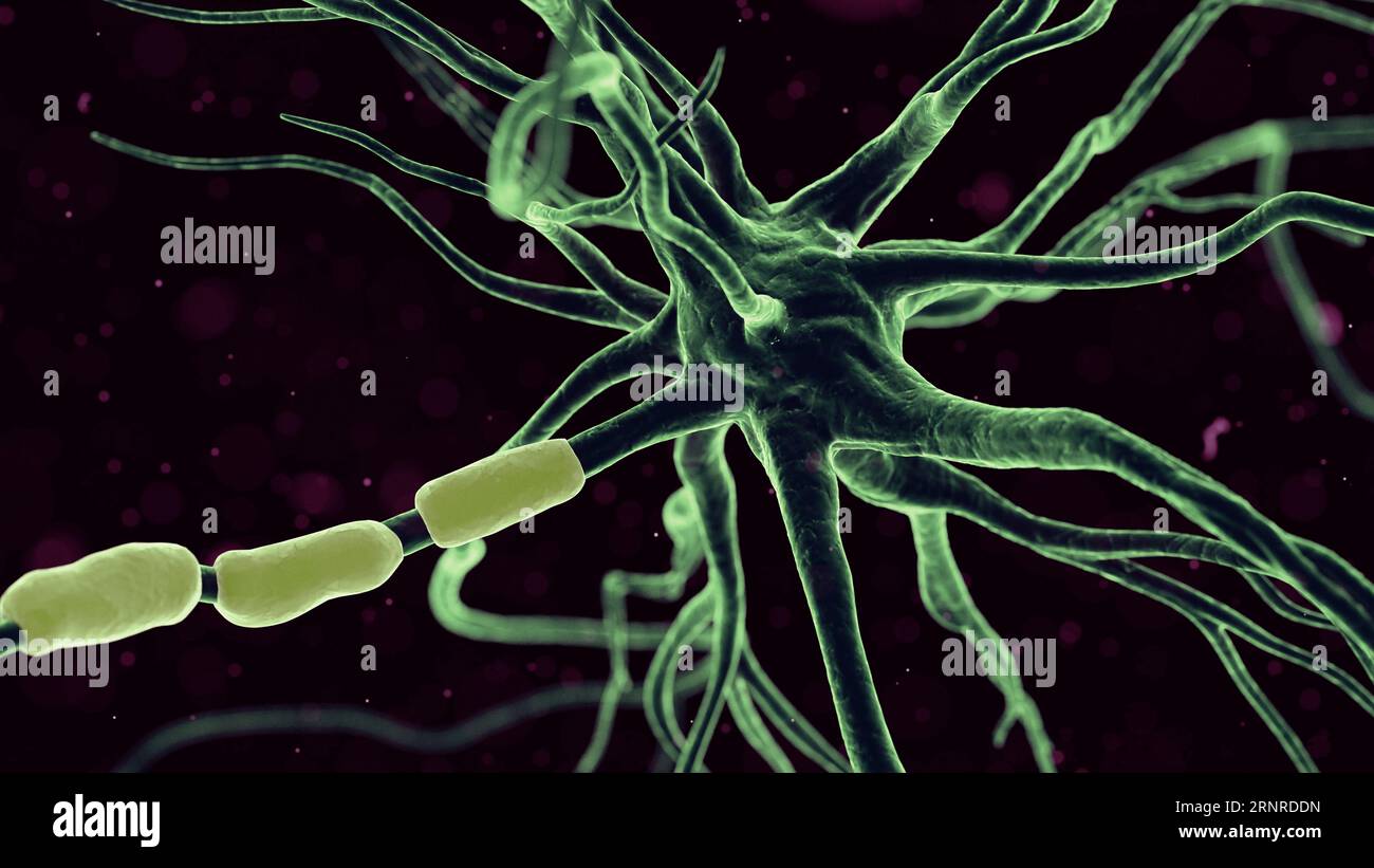Human nerve cell, illustration Stock Photo - Alamy