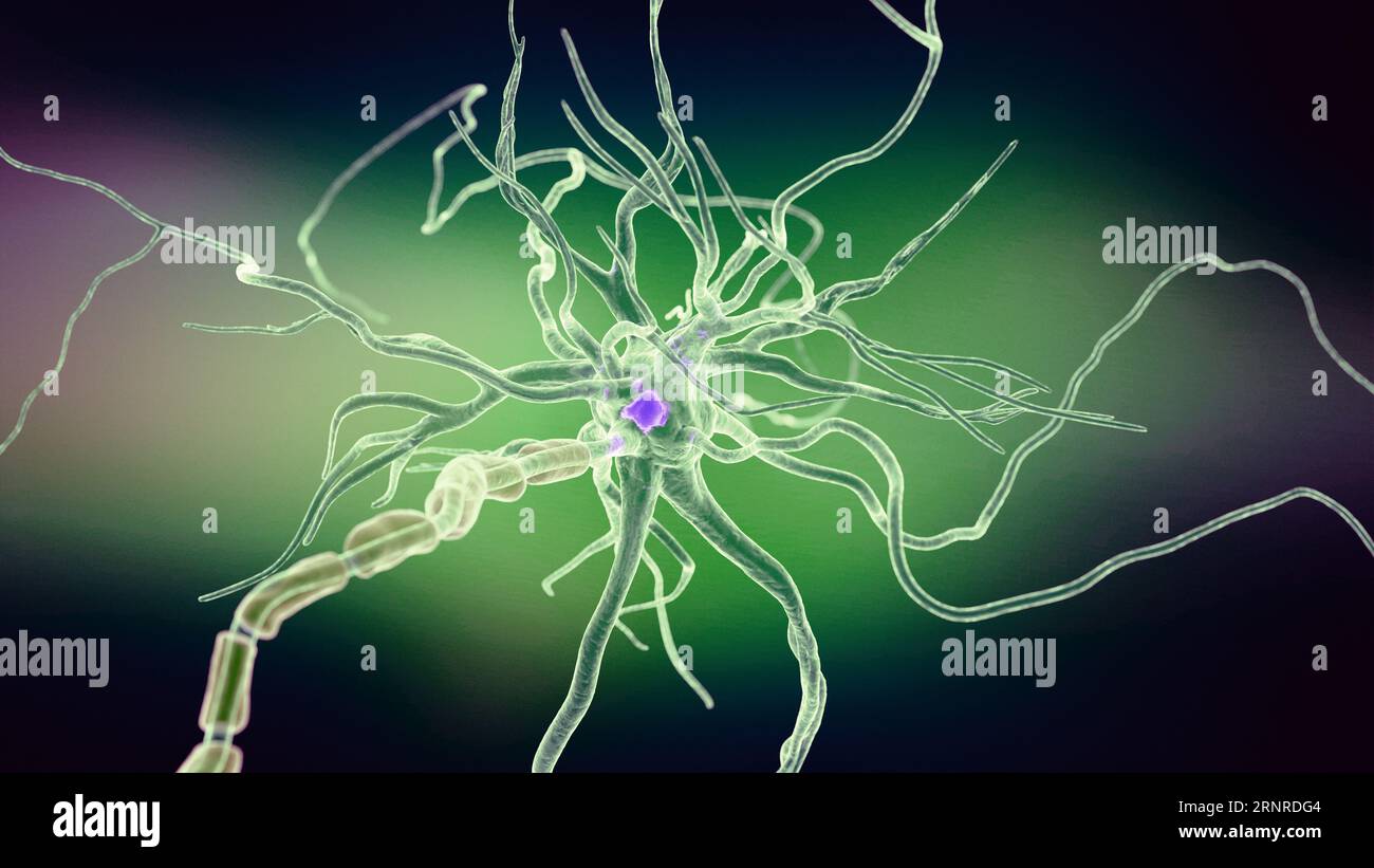 Human nerve cell, illustration Stock Photo - Alamy