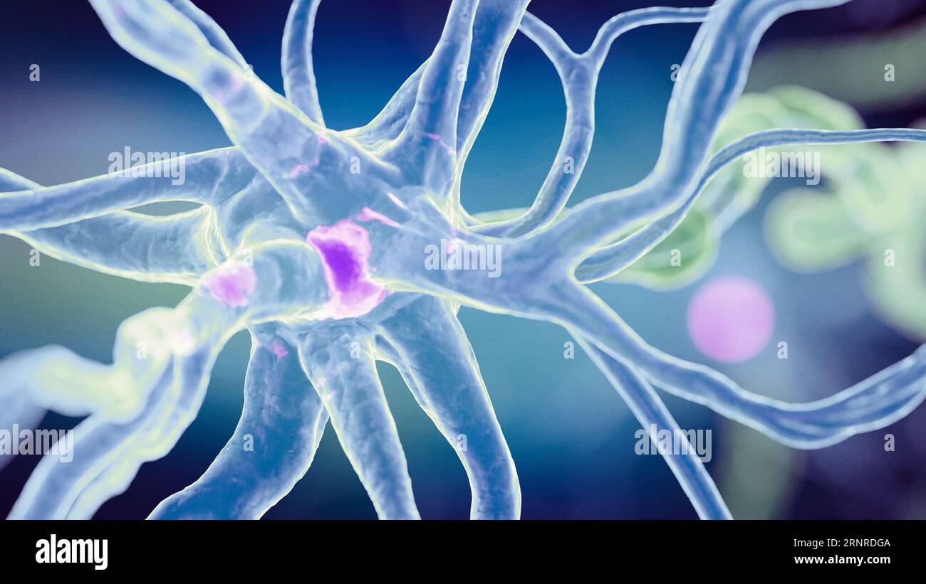 Human nerve cell, illustration Stock Photo - Alamy
