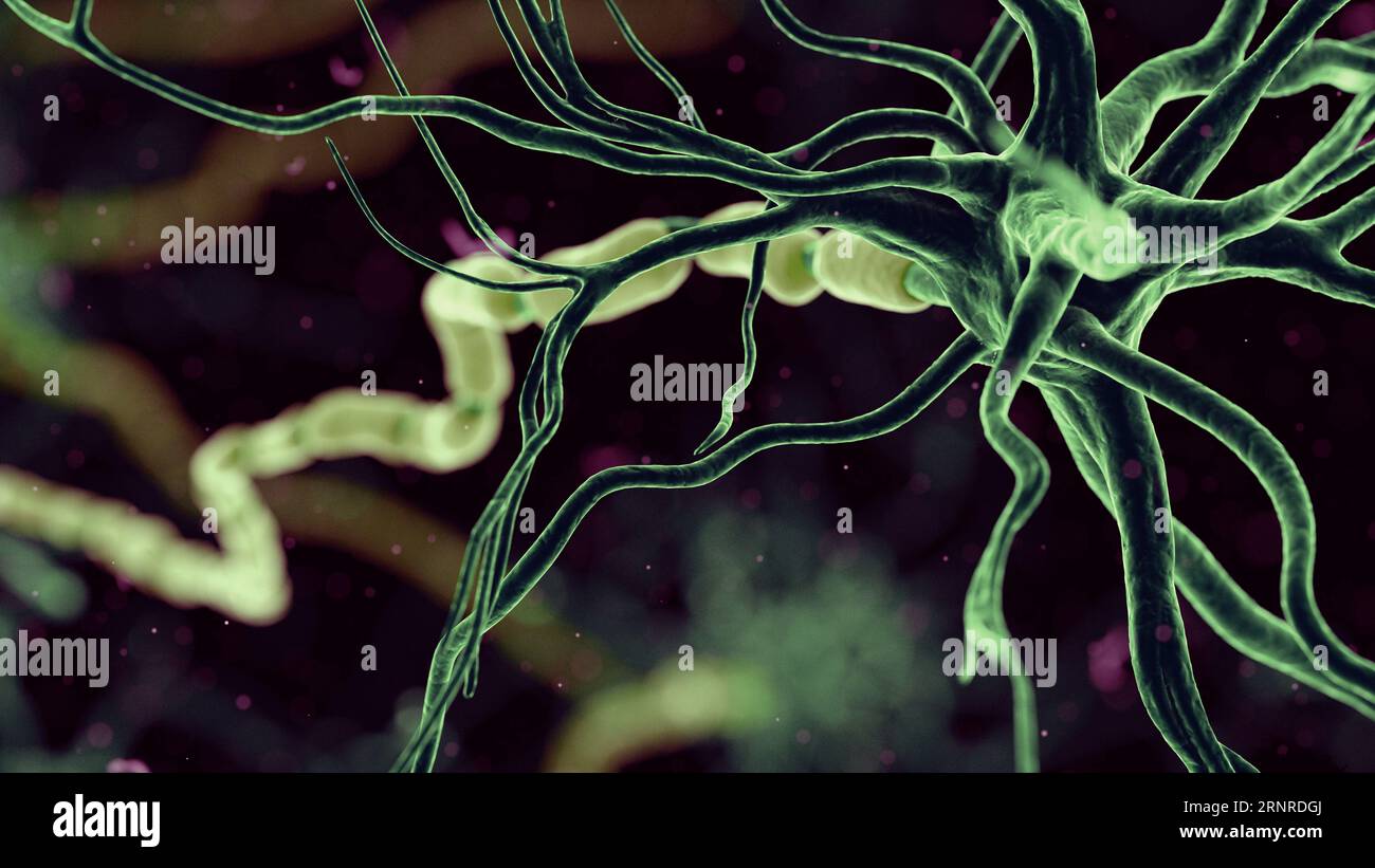 Human nerve cell, illustration Stock Photo - Alamy