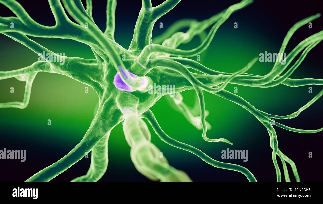 Human nerve cell, illustration Stock Photo - Alamy