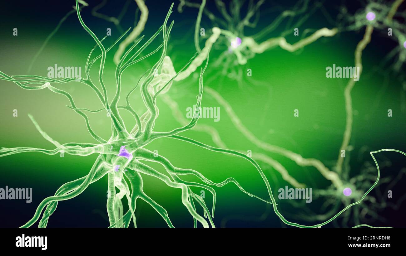 Human nerve cell, illustration Stock Photo - Alamy