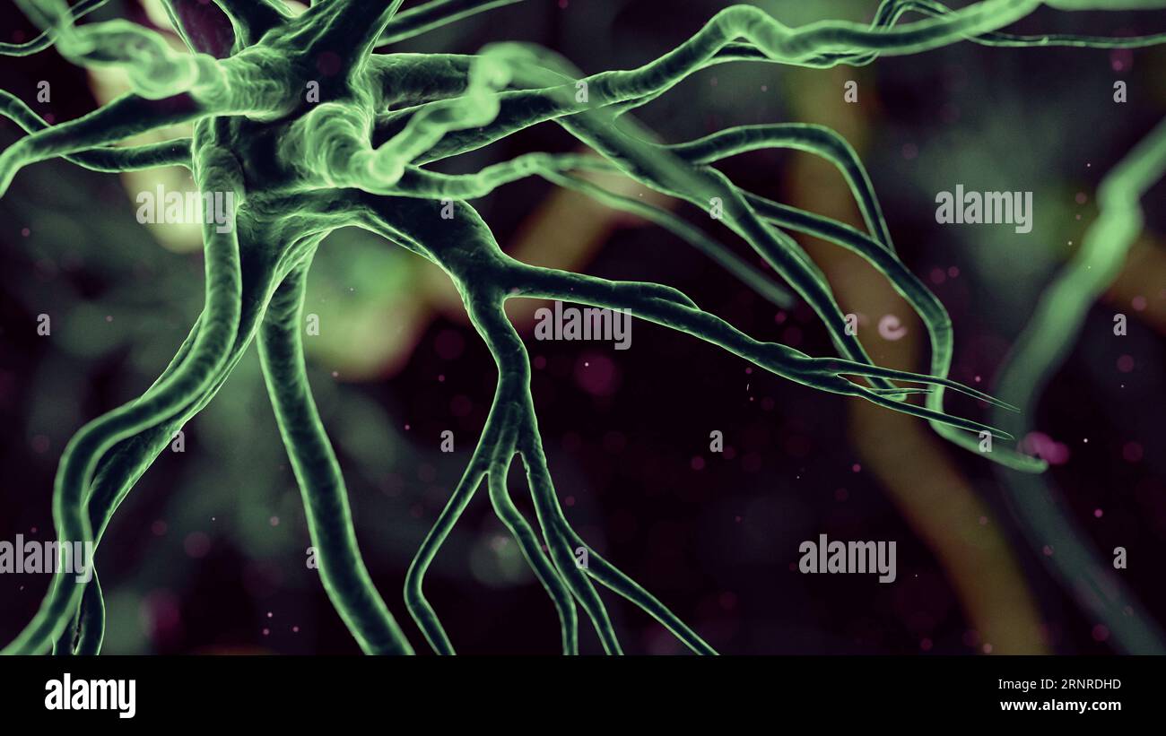 Human nerve cell, illustration Stock Photo - Alamy