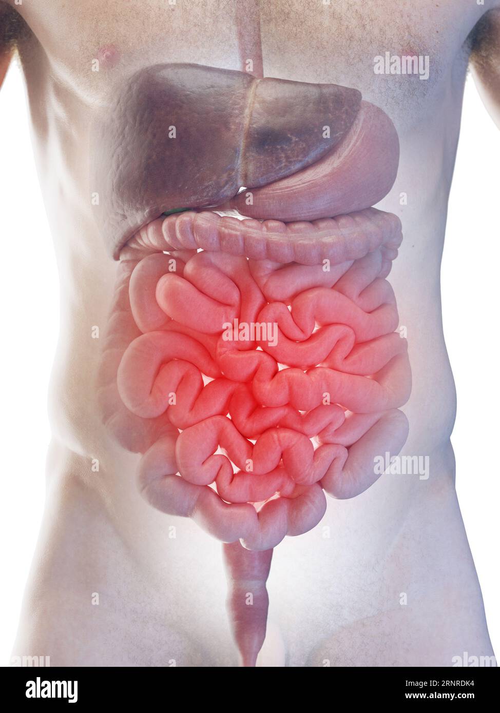 Male small intestine, illustration Stock Photo