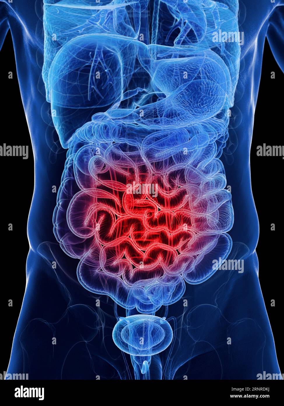Male small intestine, illustration Stock Photo