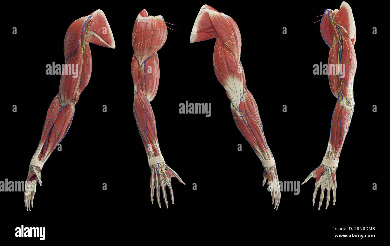 Male Arm Muscles Illustration Stock Photo Alamy male-arm-muscles-illustration-stock-photo-alamy