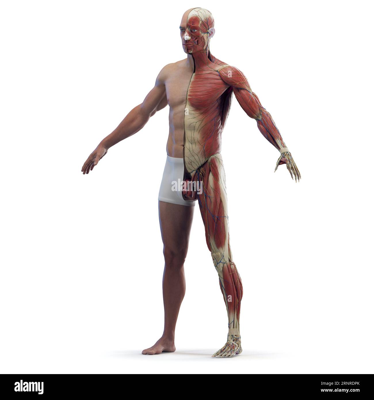 Male Muscular System Illustration Stock Photo Alamy