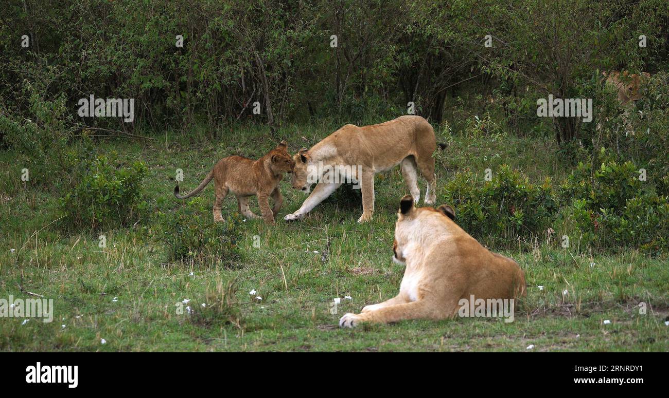African Lion, panthera leo, Mother and Cub playing, Masai Mara Park in ...