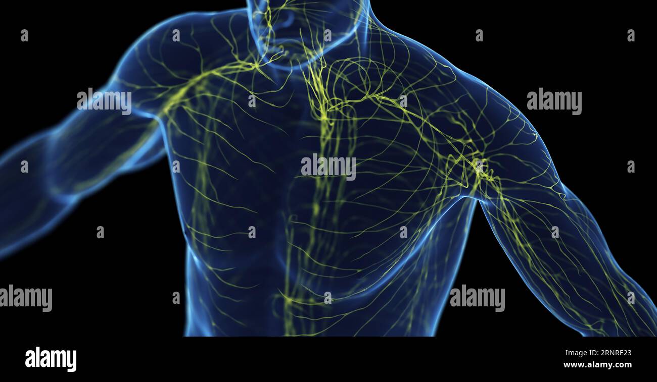 Male lymphatic system, illustration Stock Photo - Alamy