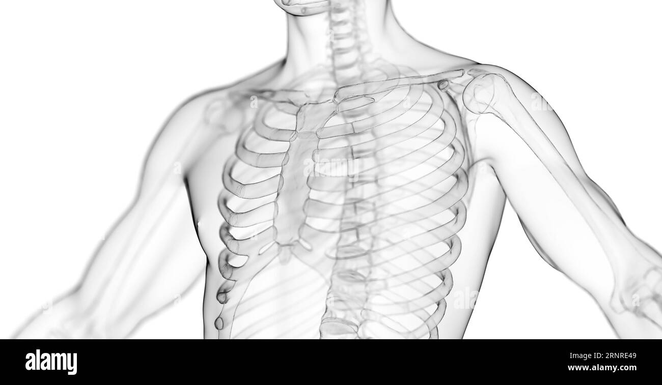 Male ribcage and spine, illustration Stock Photo Alamy