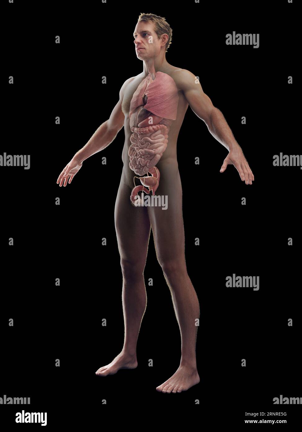 Male internal organs, illustration Stock Photo