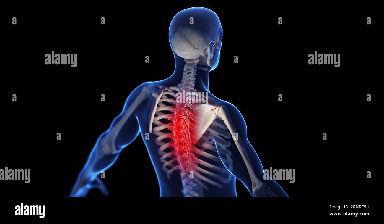Illustration thoracic vertebra vertebral hi-res stock photography and ...
