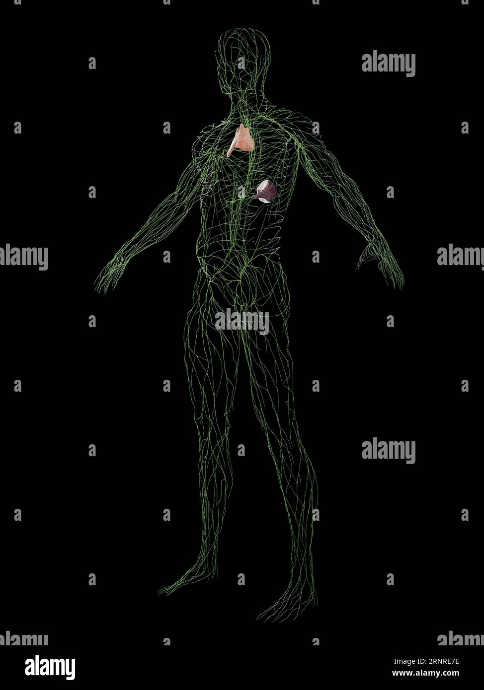 Immune system illustration hi-res stock photography and images - Alamy
