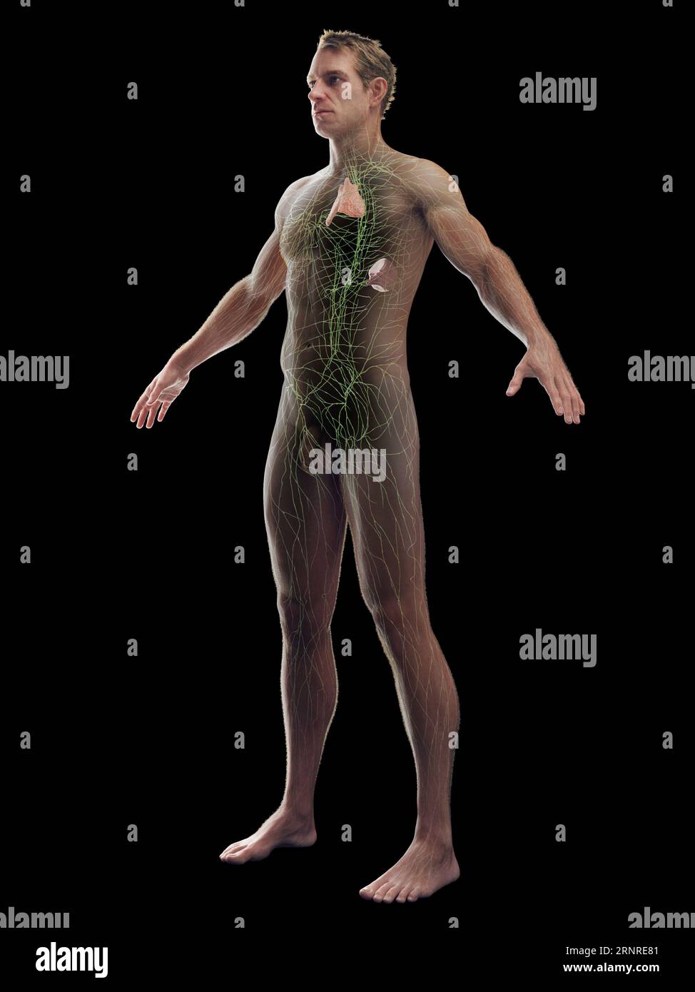 Immune system illustration hi-res stock photography and images - Alamy