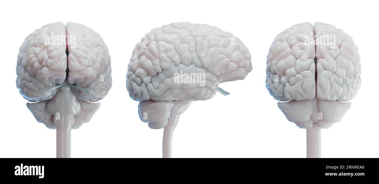 Brain sculpture Cut Out Stock Images & Pictures - Alamy