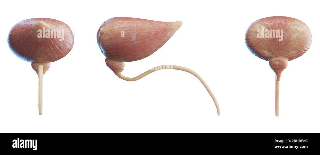 Bladder and urethra, illustration Stock Photo Biology Diagrams