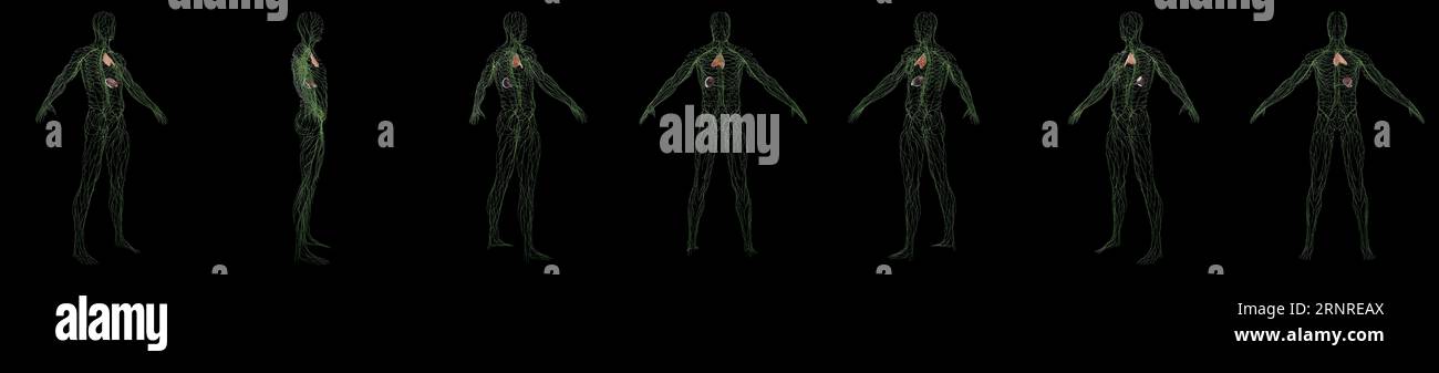 Immune system illustration hi-res stock photography and images - Alamy