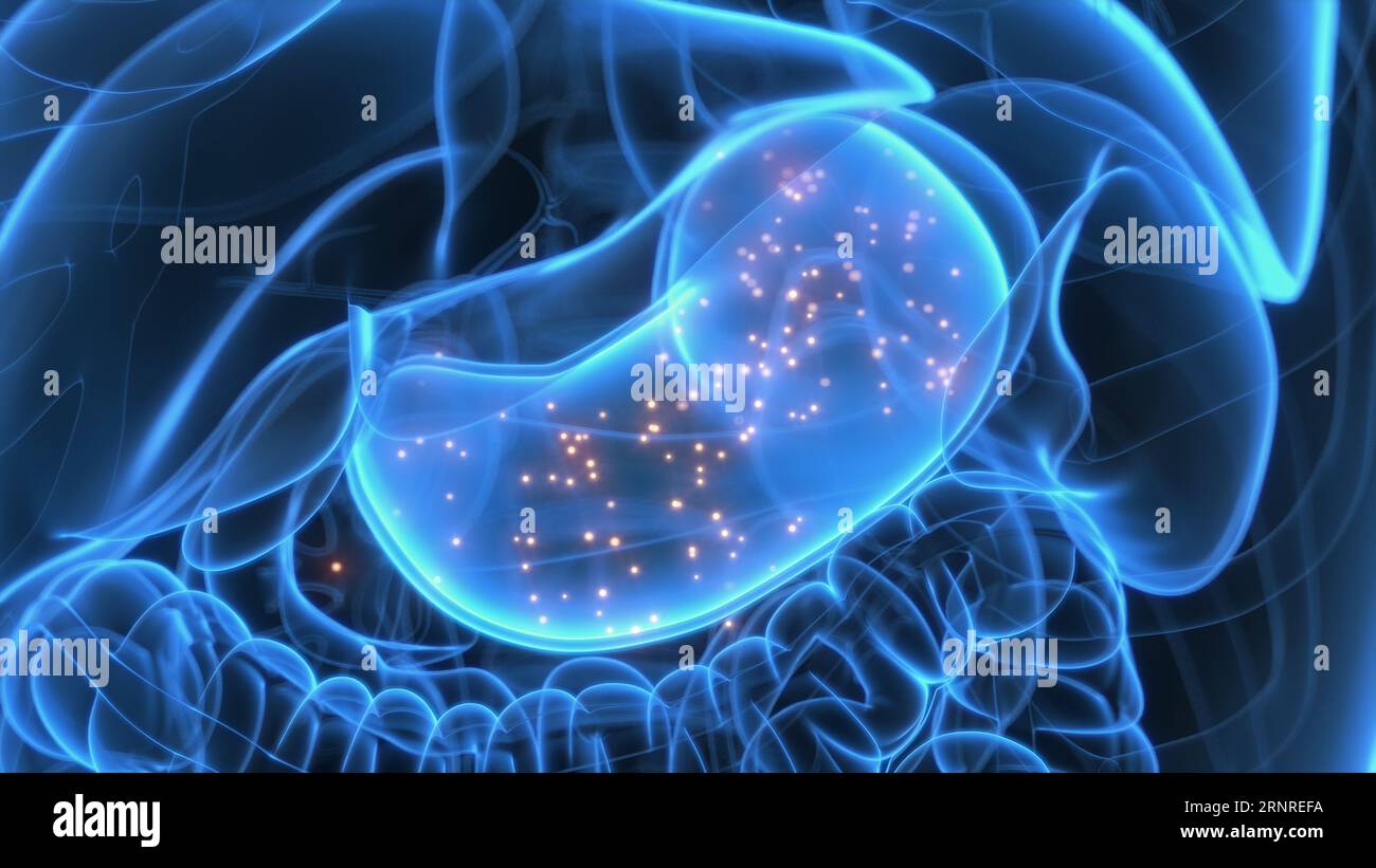 Hormones produced by stomach, illustration Stock Photo Alamy