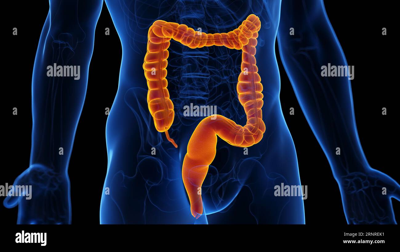 Peristaltic movement of the colon, illustration Stock Photo