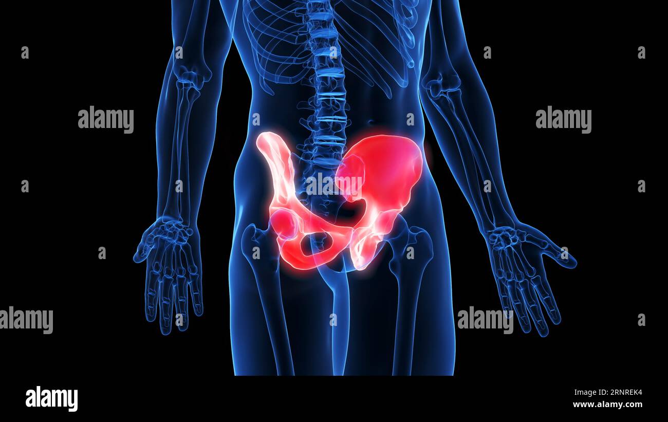 Hip bone, illustration Stock Photo