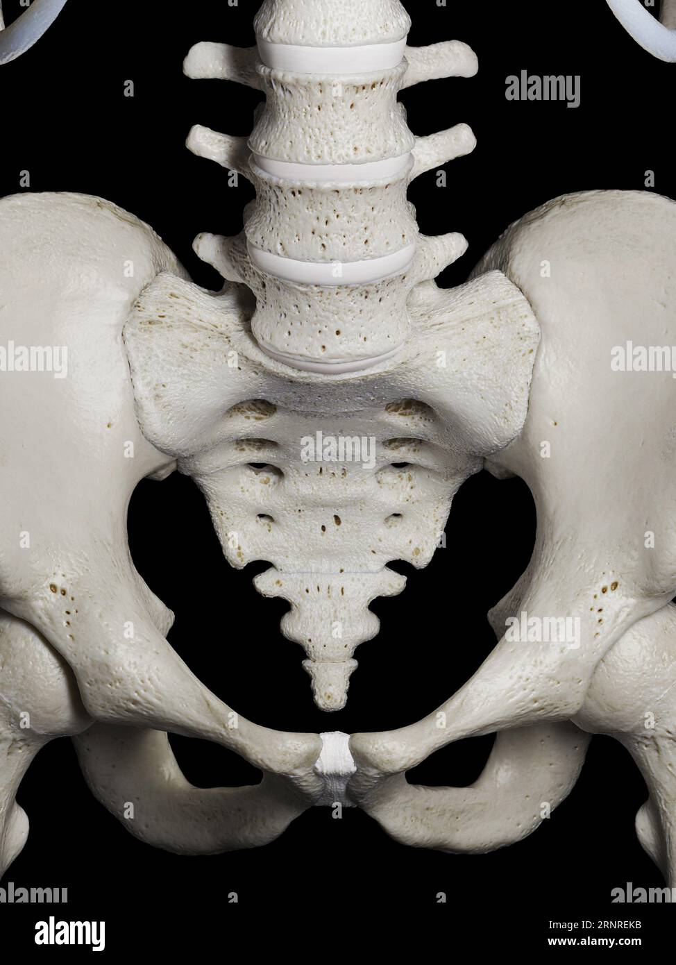 Sacrum, illustration Stock Photo