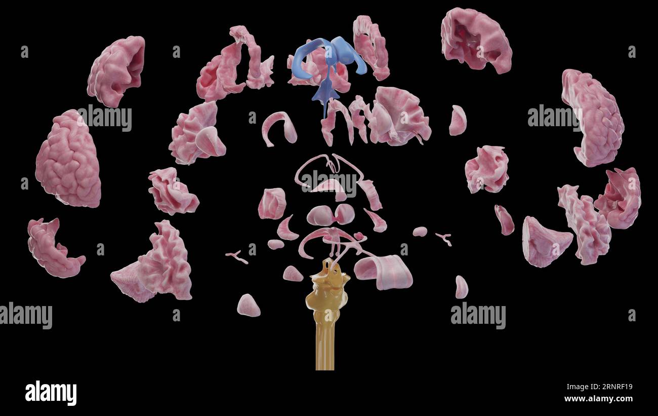Thalamus hypothalamus brainstem hi-res stock photography and images - Alamy