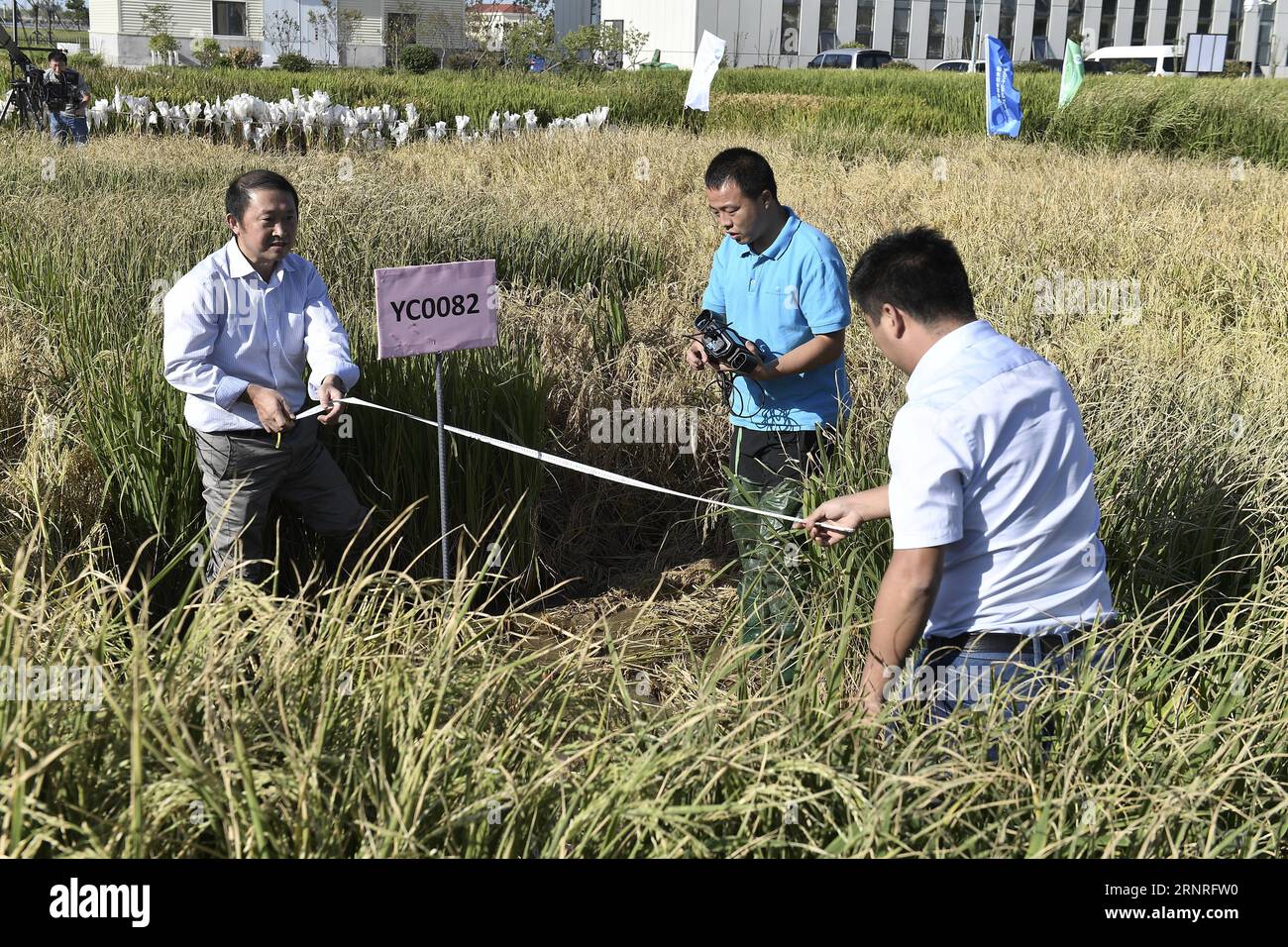 (170929) -- QINGDAO, Sept. 29, 2017 -- Experts measure area of saline-tolerant rice in Qingdao, east China s Shandong Province, Sept. 28, 2017. Four types of saline-tolerant rice registered an estimated output of between 6.5 to 9.3 tonnes per hectare, at Qingdao saline-alkali tolerant rice research and development center.) (lx) CHINA-QINGDAO--AGRICULTURE-SALINE-TOLERANT RICE(CN) GuoxXulei PUBLICATIONxNOTxINxCHN Stock Photo