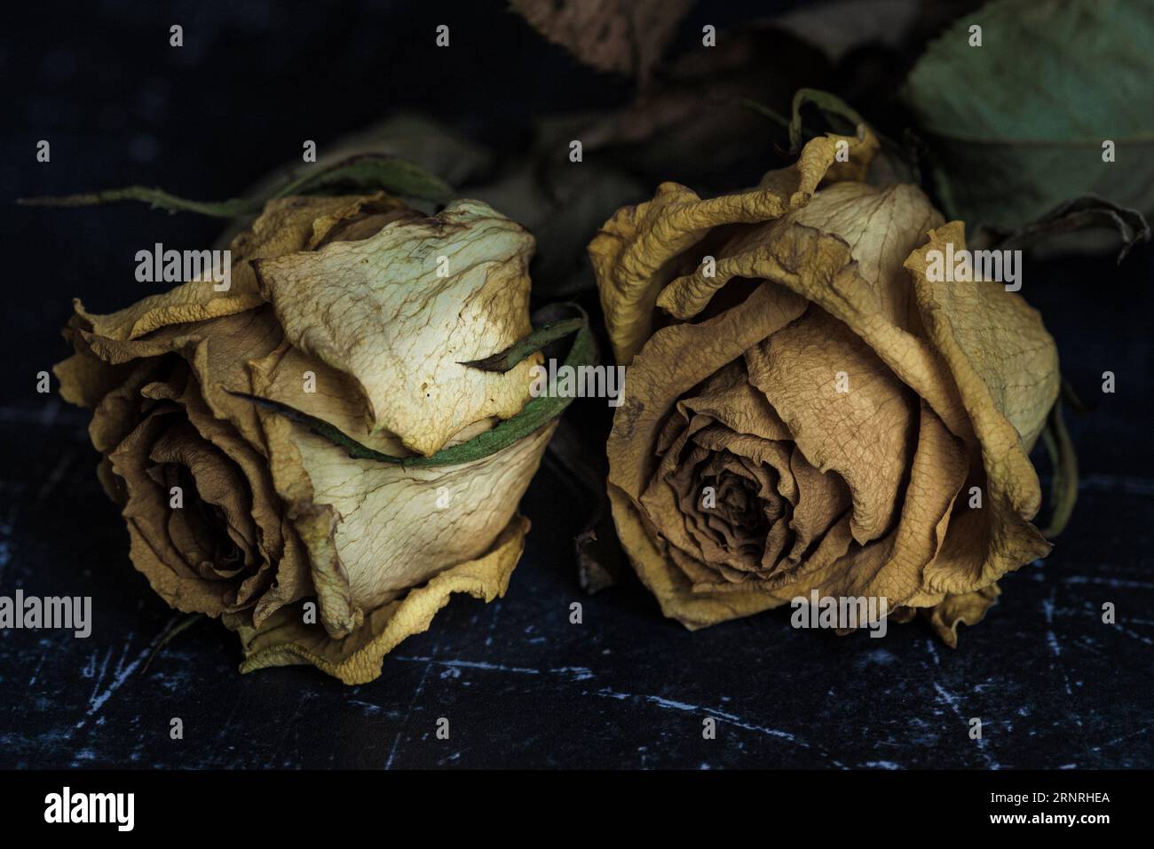Nearly Dead Roses Dried rose stems hi-res stock photography and images - Alamy