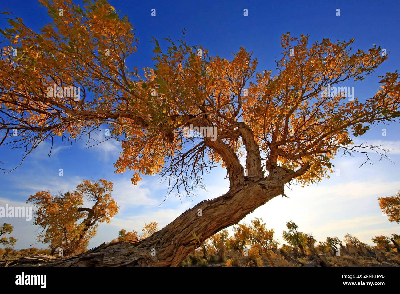 (171003) -- YIWU, Oct. 3, 2017 -- Populus diversifolia trees are seen at Yiwu County of Hami, northwest China s Xinjiang Uygur Autonomous Region, Oct. 1, 2017. Autumn is the best season in China to enjoy the golden colour of the populus diversifolia trees. ) (wjq) CHINA-XINJIANG-POPULUS DIVERSIFOLIA TREE-SCENERY (CN) CaixZengle PUBLICATIONxNOTxINxCHN Stock Photo