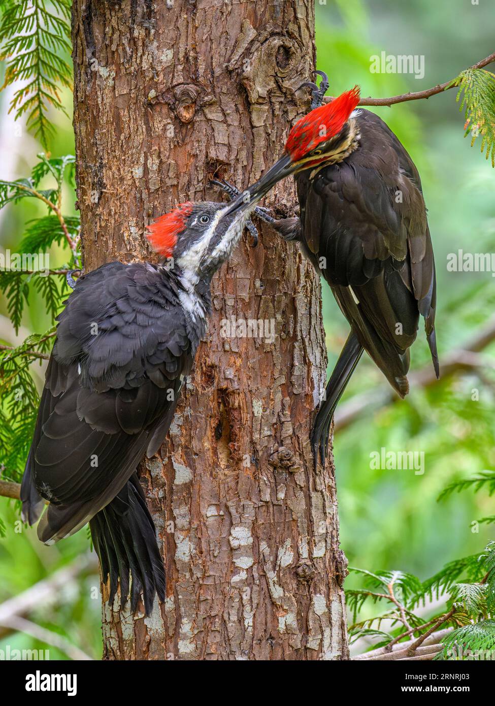 Juvenile pileated woodpecker hi-res stock photography and images - Alamy