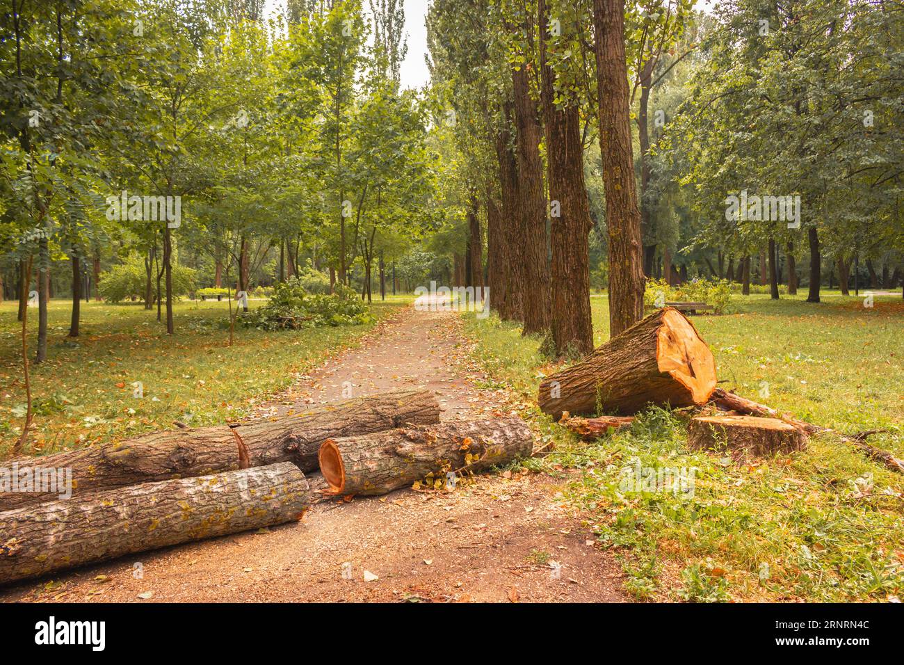 Cut down tree on trail in park. Tree trunk with annual rings in parkland. Ecosystem concept. Tree stump in forest. Deforestation concept. Stock Photo