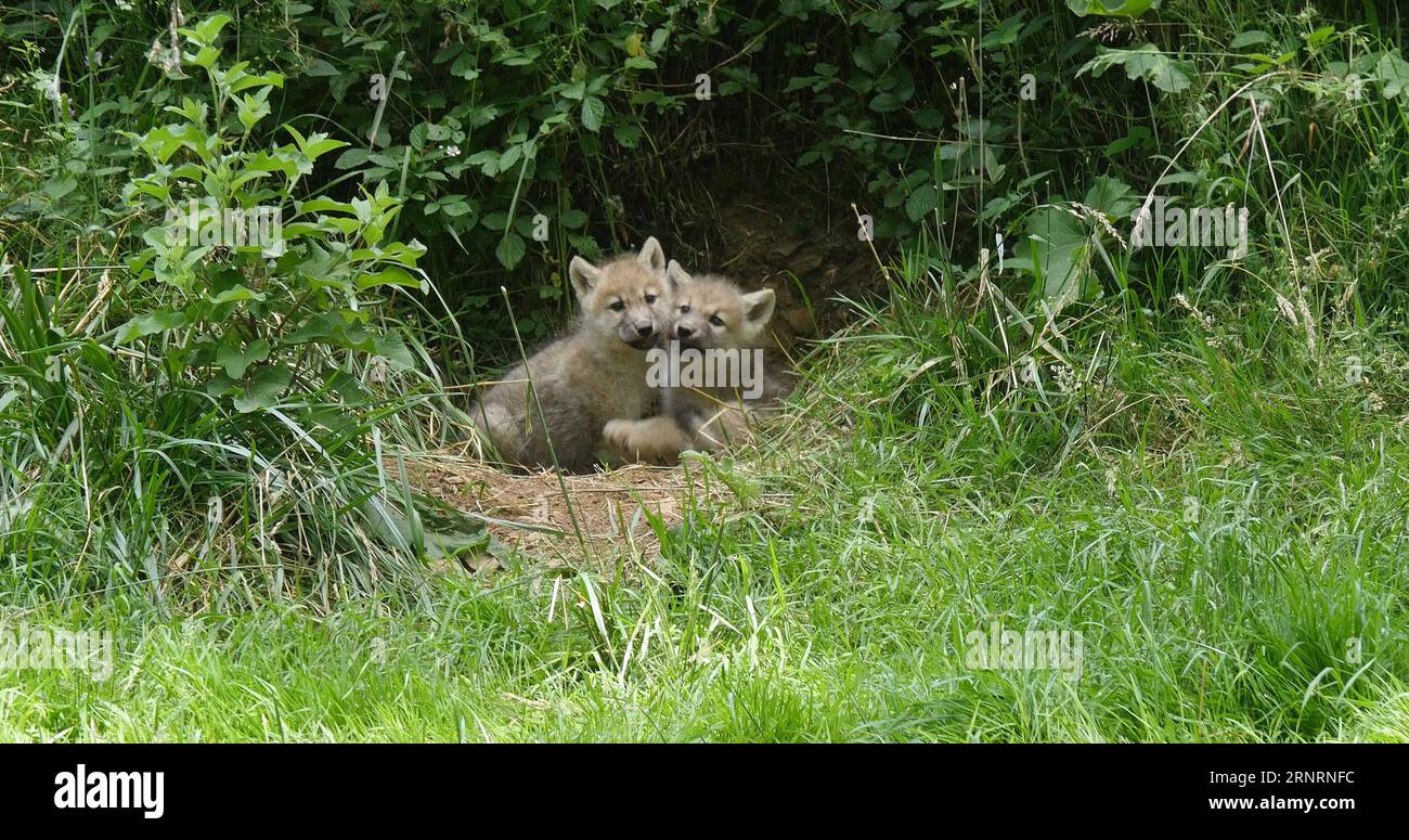 Arctic Wolf, canis lupus tundrarum, Cub near Den Entrance Stock Photo