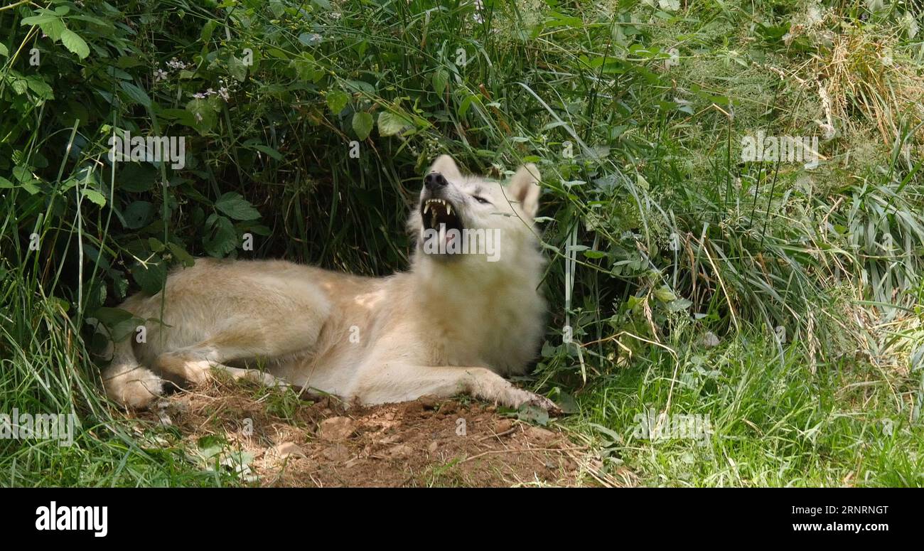 Arctic Wolf, canis lupus tundrarum, Female laying at Den Entrance Stock Photo