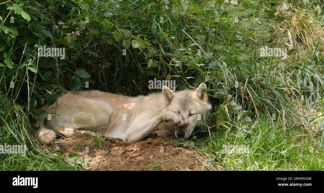 Arctic Wolf, canis lupus tundrarum, Female laying at Den Entrance Stock Photo