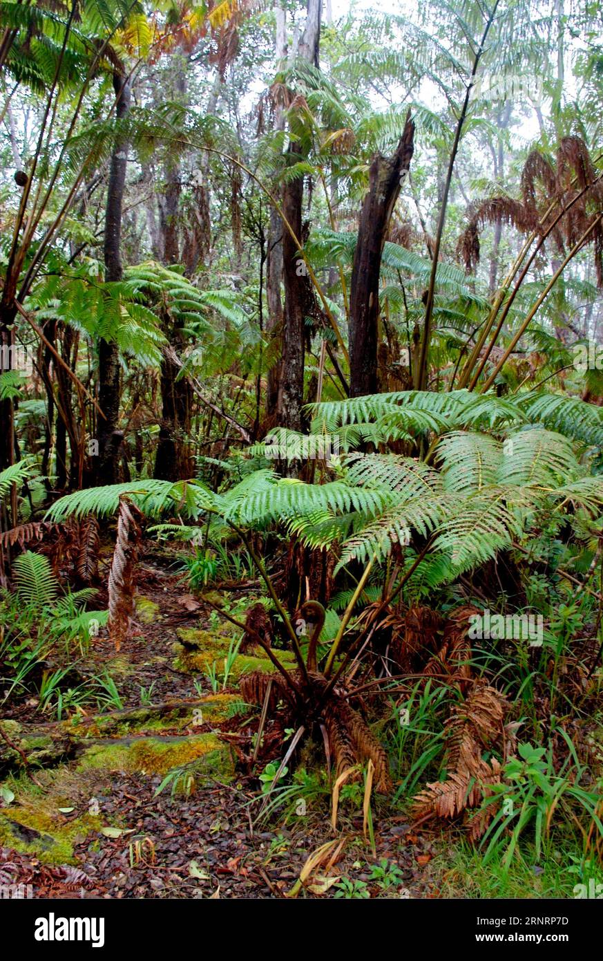 Trail entrance at a treehouse in the rainforest near Hilo and Volcano