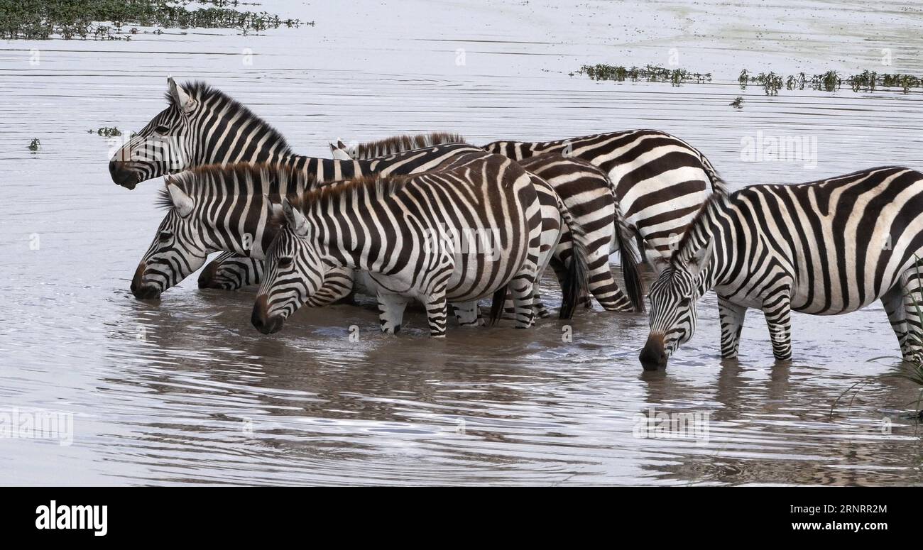 Grants zebra masai mara kenya hi-res stock photography and images - Alamy