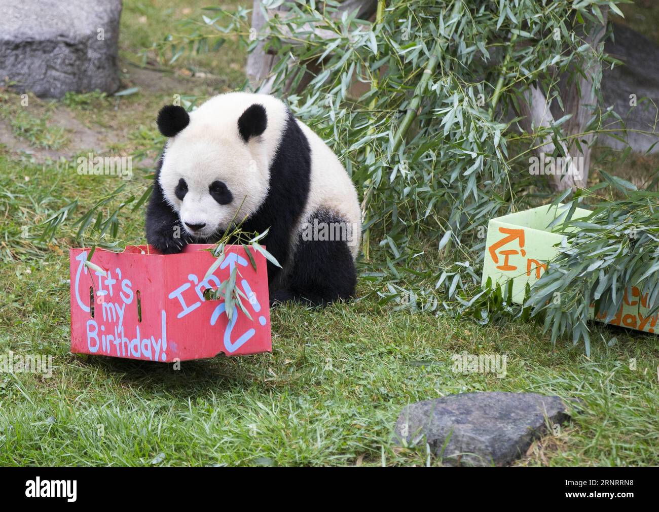 China canada panda hi-res stock photography and images - Alamy