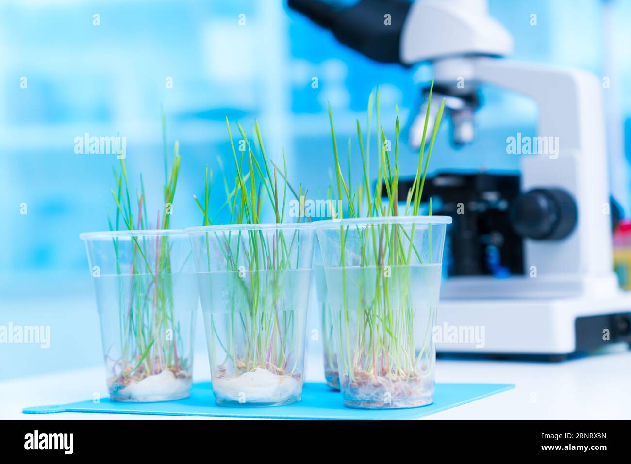 Analyzing the influence of plant hormones on leaf morphology and size: This experiment involves applying specific plant hormones, such as auxins, cyto Stock Photo