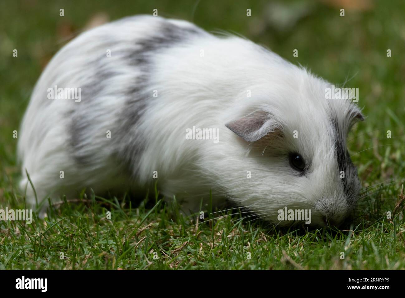 Domestic sales guinea pig