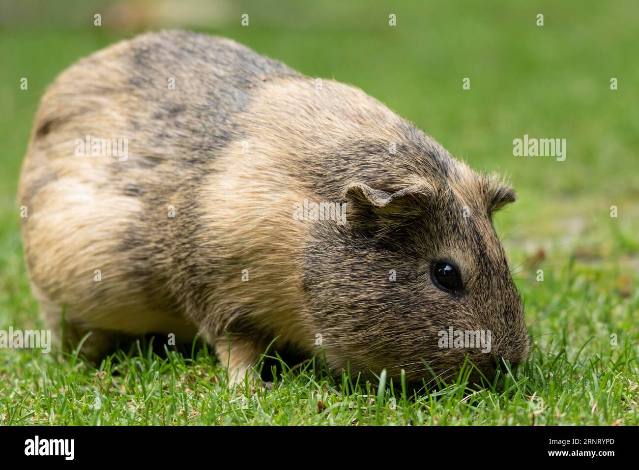 Domestic guinea pig (Cavia porcellus), smoothhaired guinea pig (agouti), eating grass in a