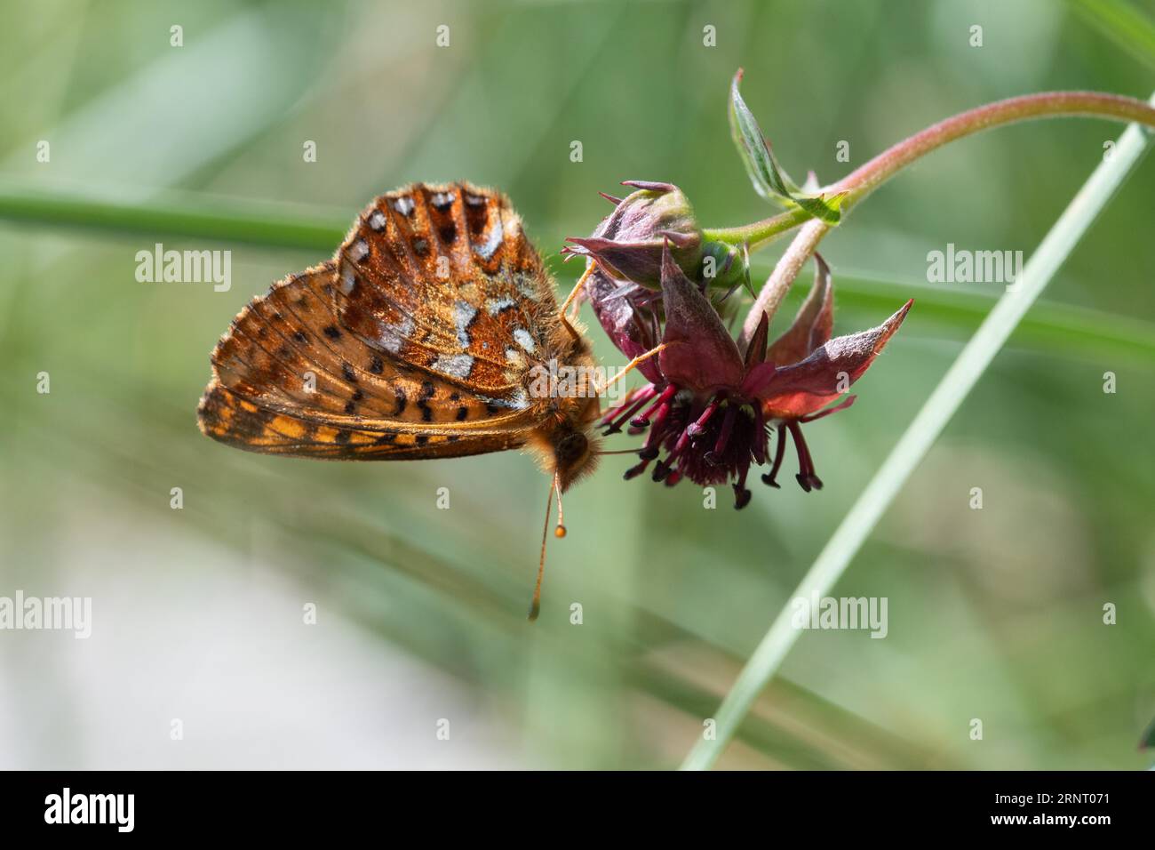 Bog moth (Boloria aquilonaris), sitting on a flower of (Potentilla palustris), closed wings from the side, Black Forest National Park Stock Photo