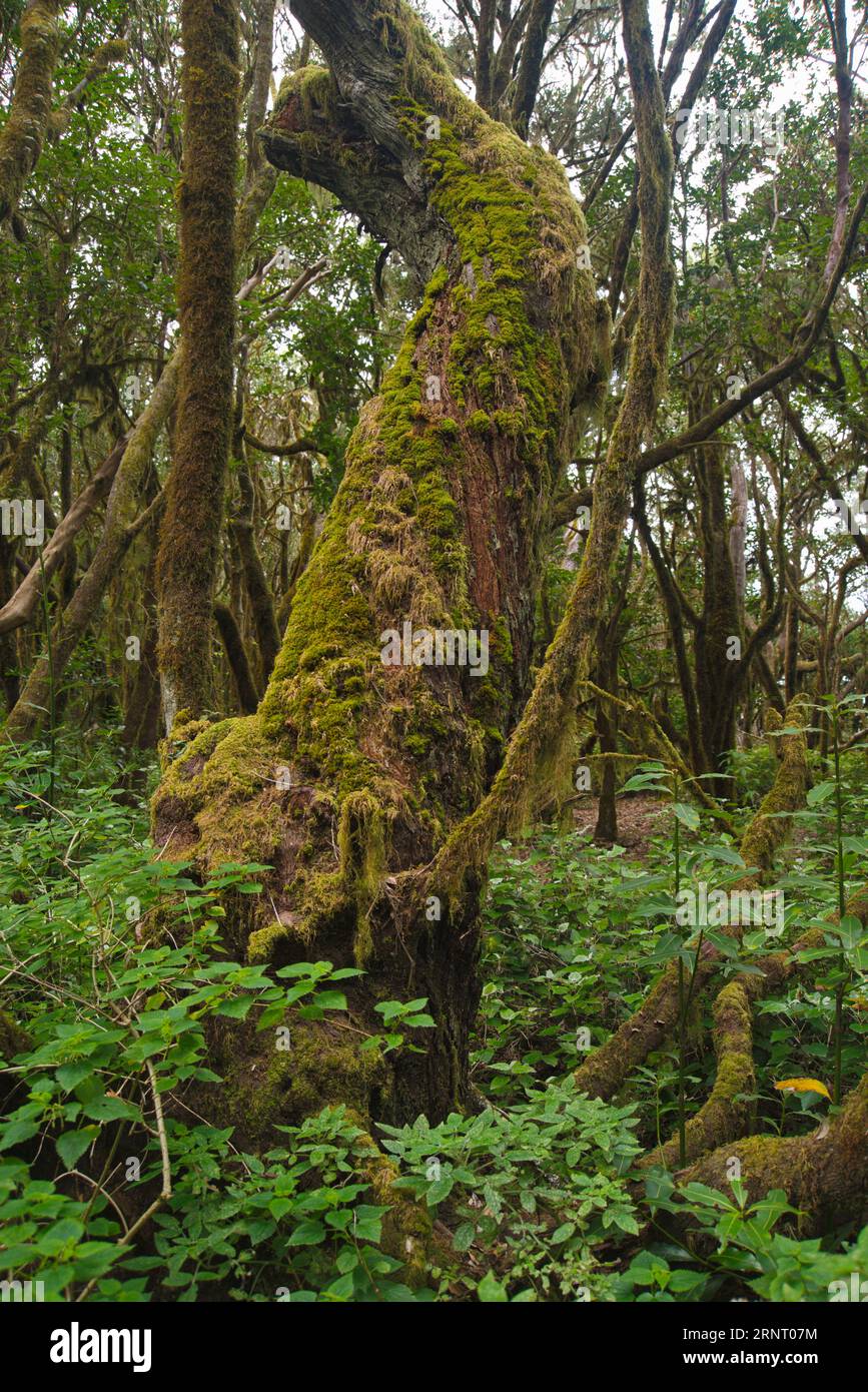 Forest of the Garajonay National Park of La Gomera. Bosque del parque nacional de Garajonay de La Gomera Stock Photo